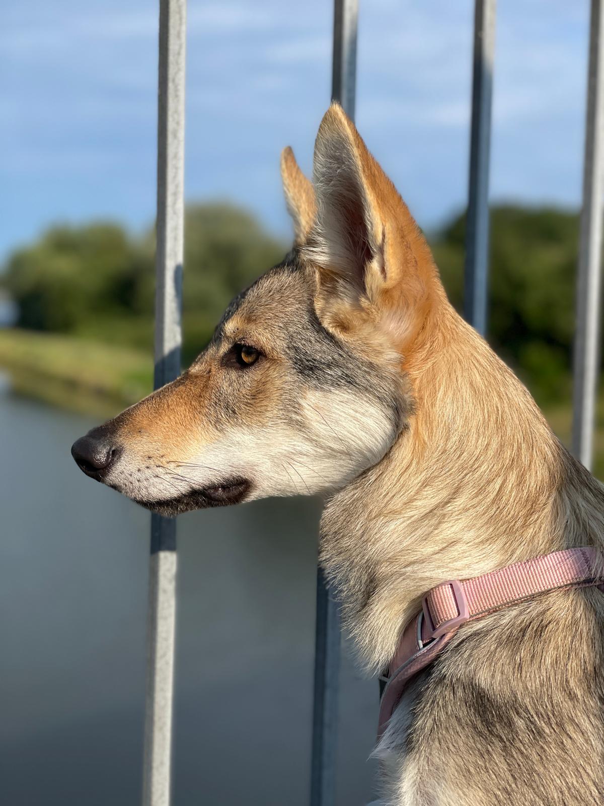V'Moana